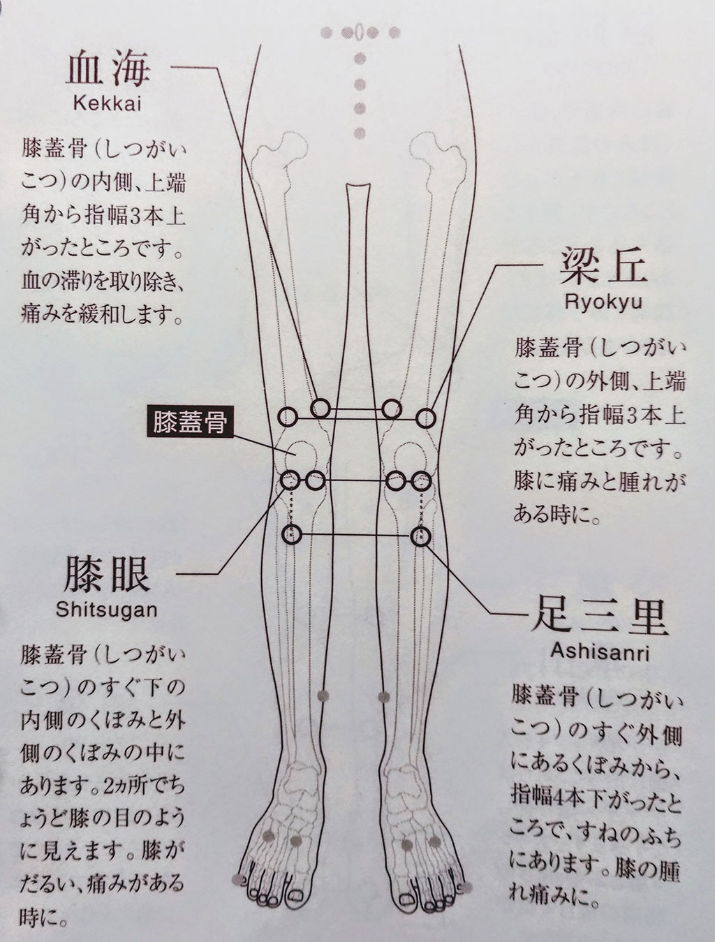 膝の痛み に効く ツボ です 新潟市中央区ハレルヤ鍼灸整骨院 夜遅く 21時 まで受付